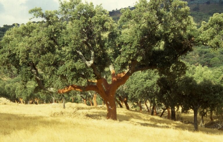 Şarap Mantarı