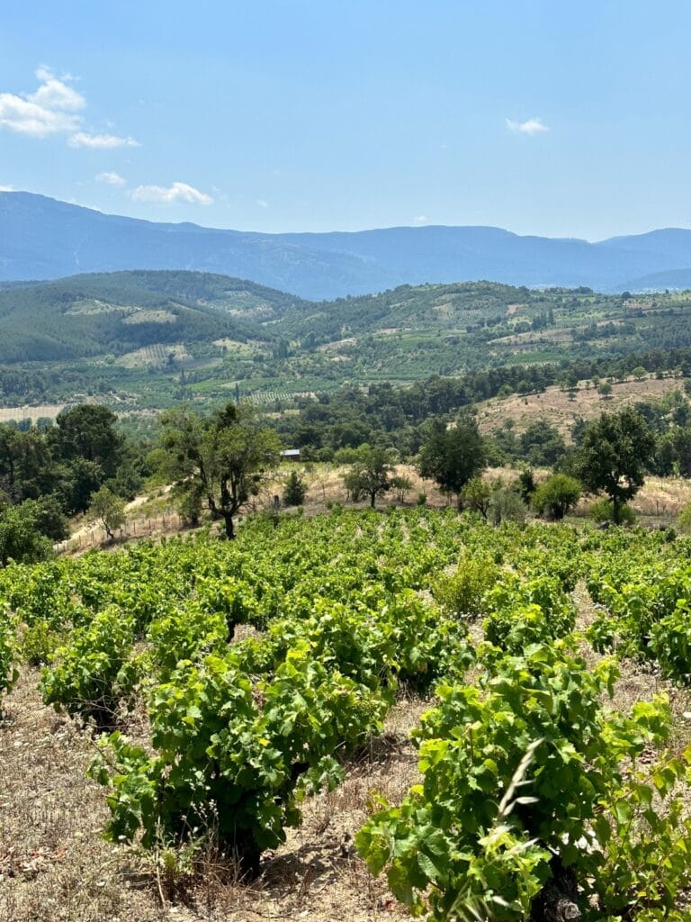 Şarap