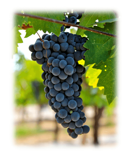 Zinfandel