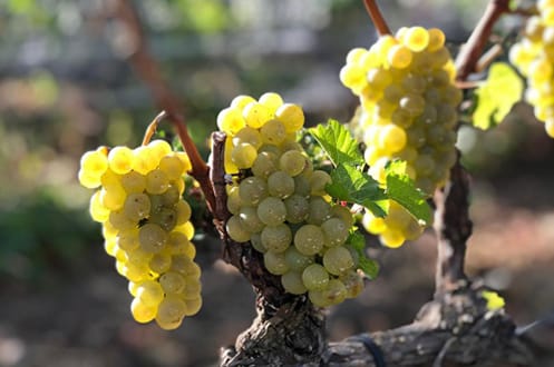 Chardonnay
