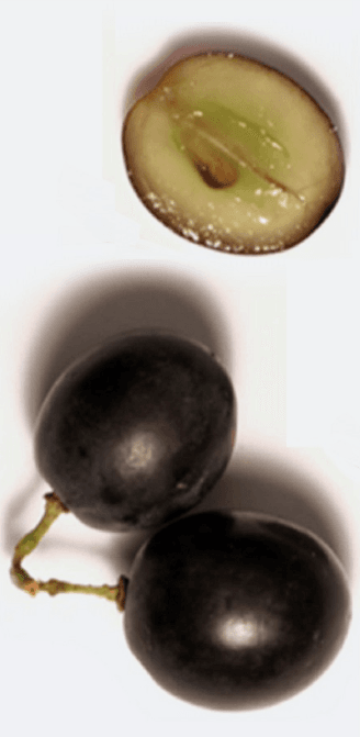 Varyete