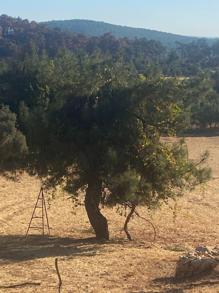 İzdivaç