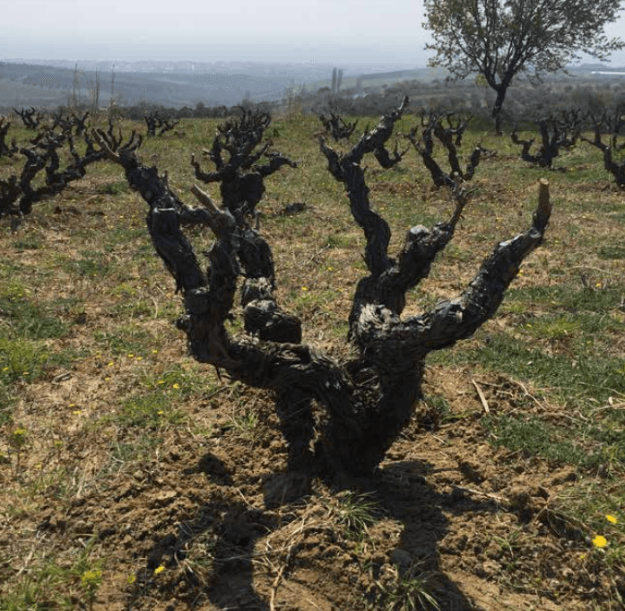 Tek başına bir Old Vine - Yaşlı Asma