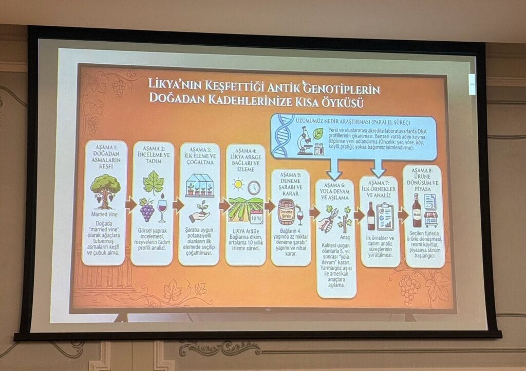 Likya Şarapları'nın unutulmuş üzümlerle ilgili çalışma süreci