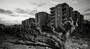 Yapraksız bir asma ve arkasında apartmanlar