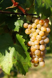 kolorko furmint genetik bagi