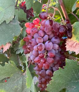 datca-winery-amber-uzumu-dogal-sarap