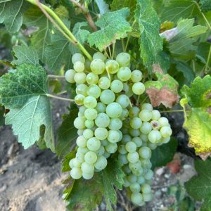 vineyard-502-disi-mercan-uzumu-sarap