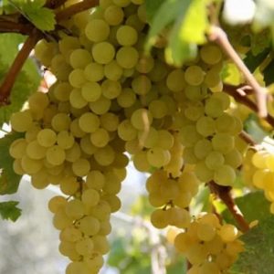 kastro-tireli-muskule-uzumu-beyaz-sarap